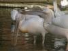 2011040701142528_k-Zoo 219.jpg